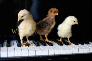 Baby Chickens on a Piano