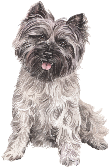 Portrait of Cairn Terrier Sitting