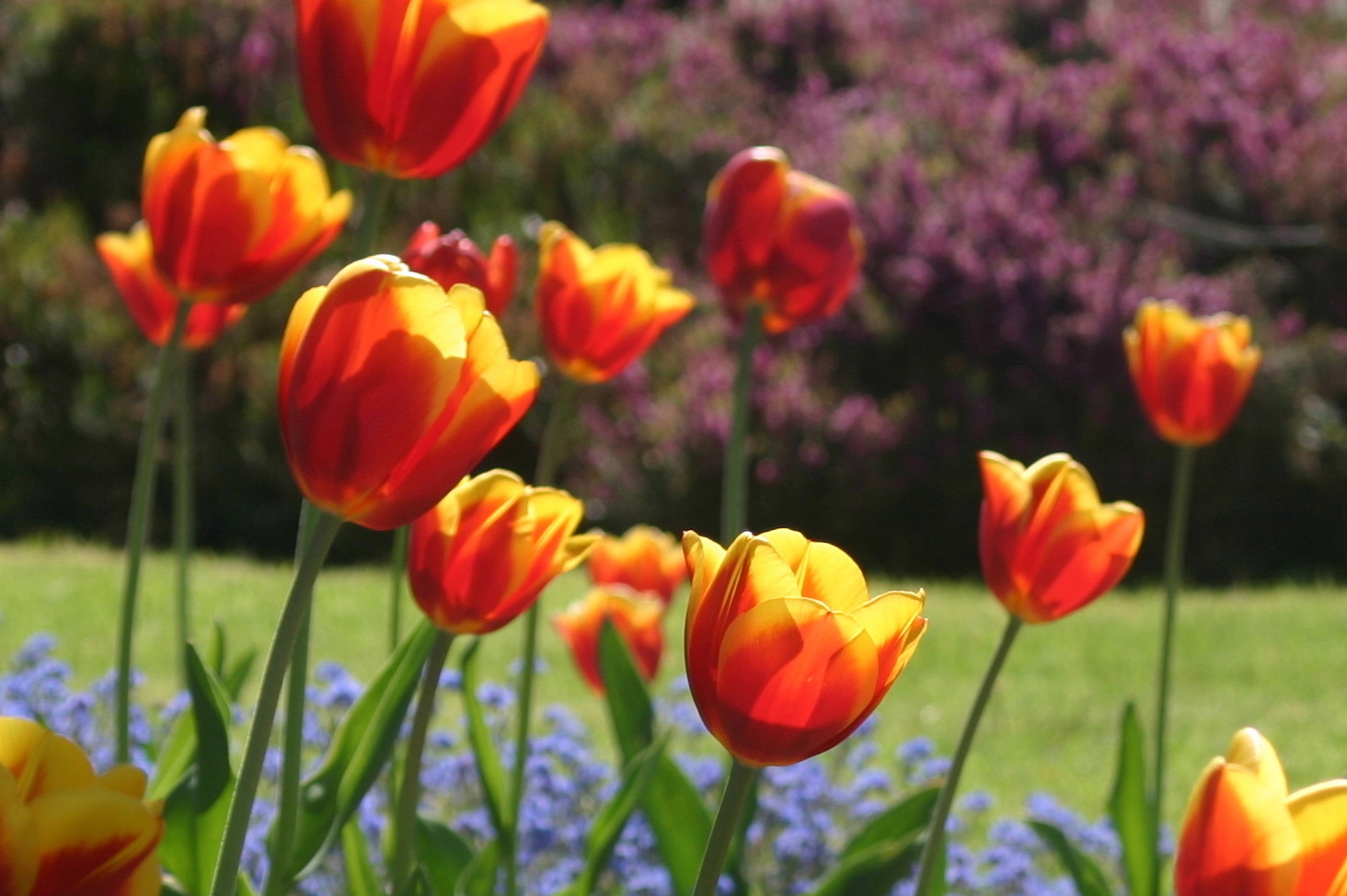 Decorative Floral Background