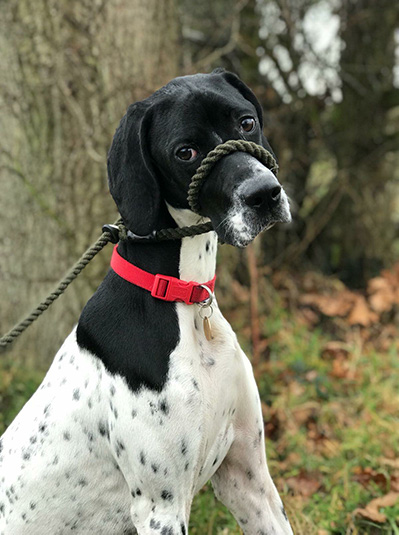 English Pointer Reference Photograph