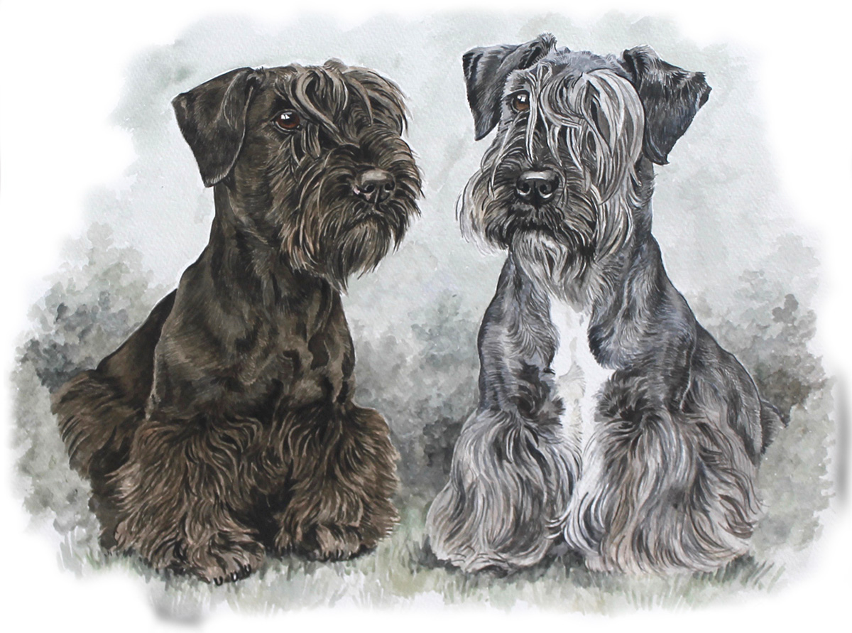Christine Varley Cesky Terrier Portrait