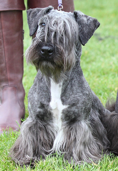 Right Terrier Reference