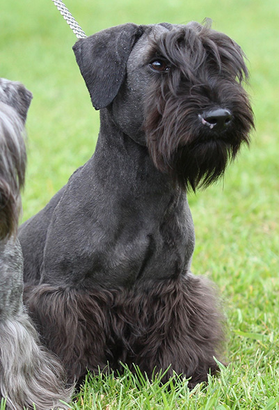 Left Terrier Reference