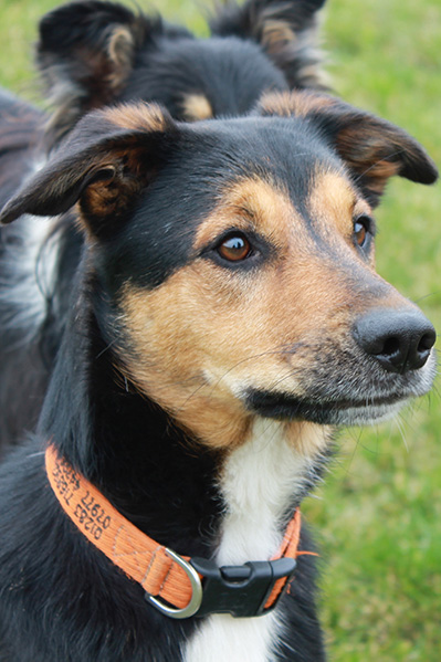 Left Dog Reference Photograph