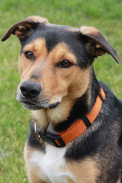 Right Dog Reference Photograph