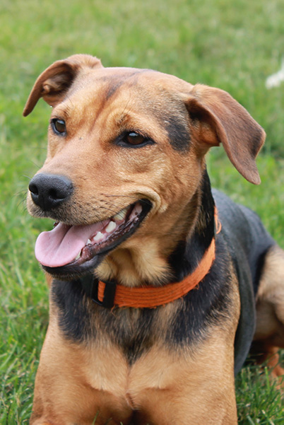 Centre Dog Reference Photograph