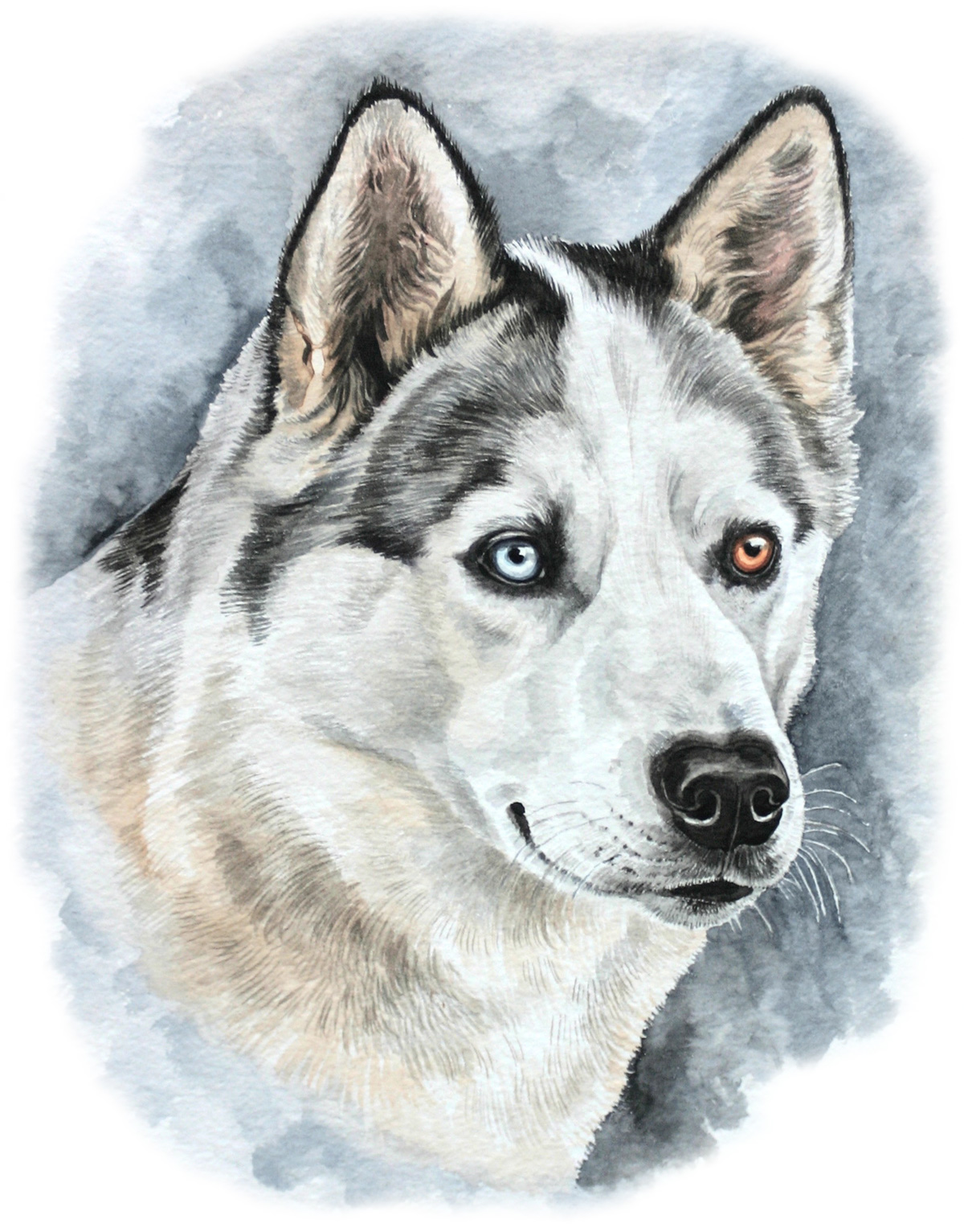 Christine Varley Husky Portrait