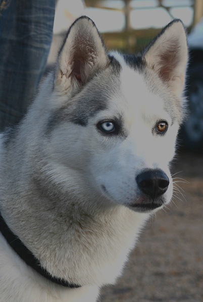 Husky Reference Photograph
