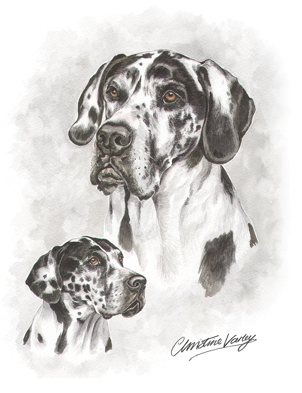 Christine Varley Great Dane Portrait