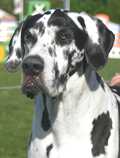 Great Dane Reference Photograph