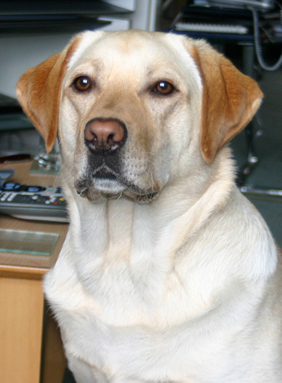 Golden Labrador Reference Photograph