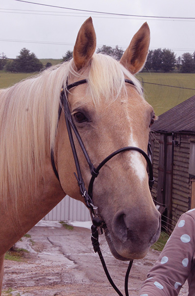 Horse Reference Photograph