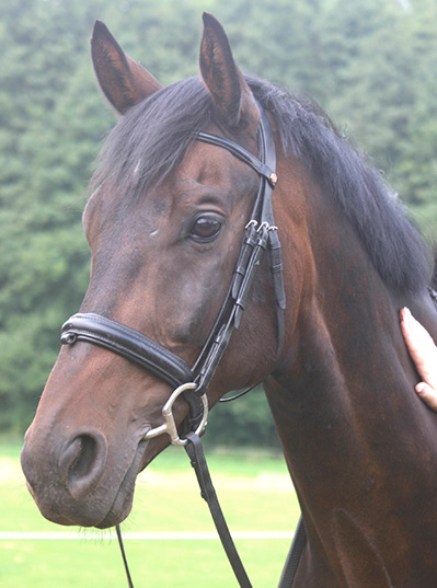 Horse Reference Photograph