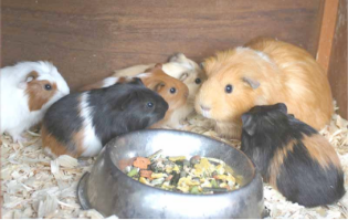 Guinea Pig Mother and Babies