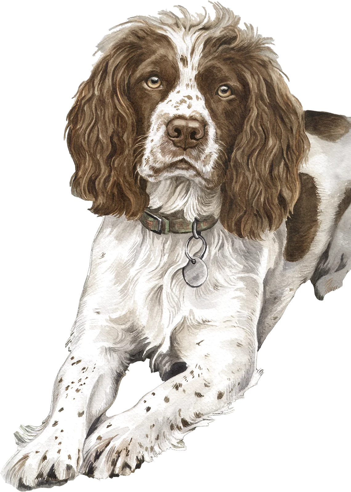 Springer Spaniel Pet Portrait