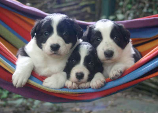Puppies in a Hammock